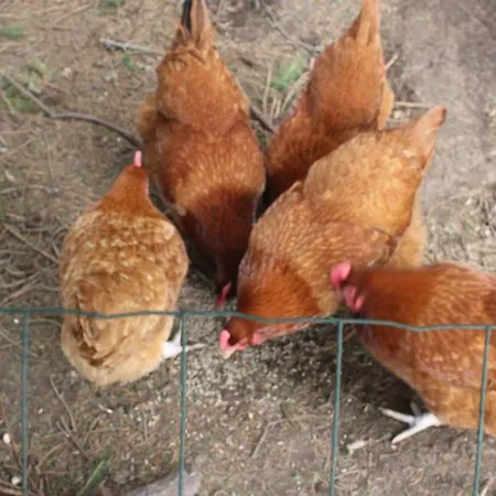 Nocleg ze śniadaniem Les Marronniers 3*