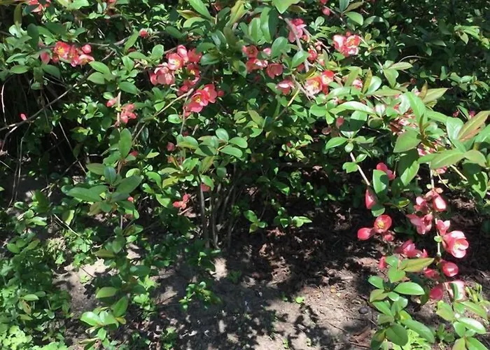 Les Marronniers Отель типа 